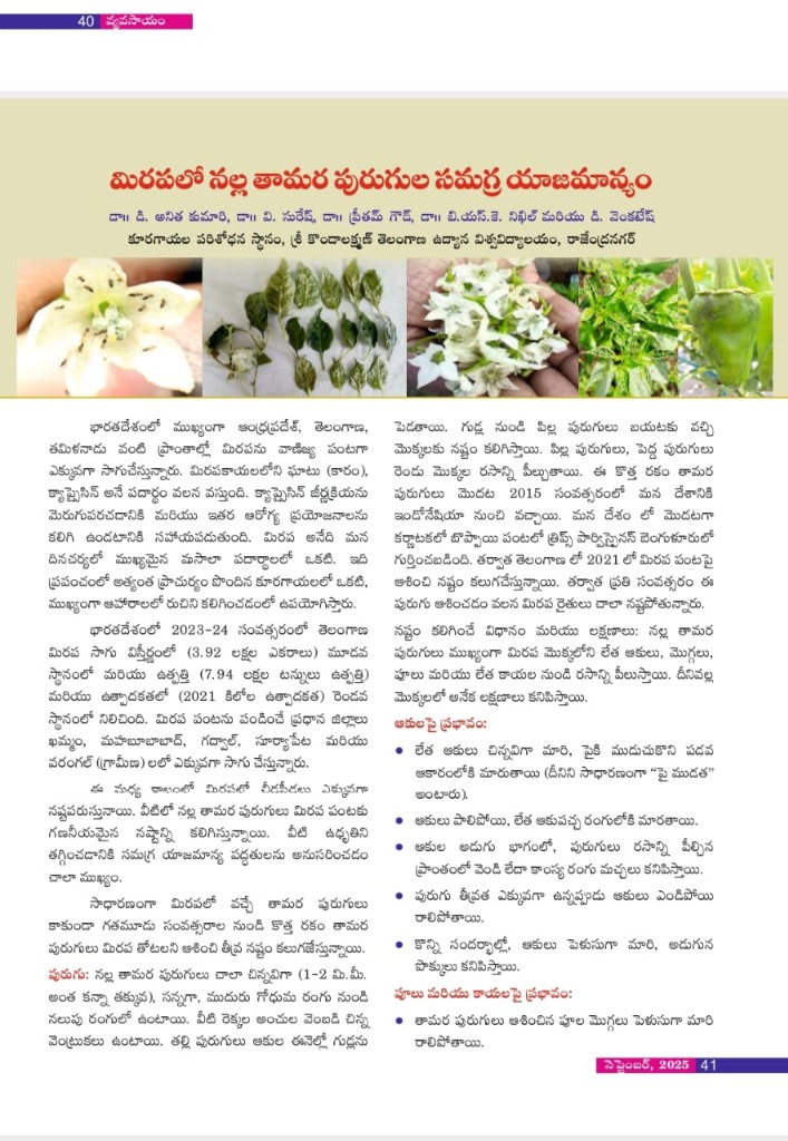 మిరపలో నల్ల తామర పురుగుల సమగ్ర యాజమాన్యం - Page 1: Introduction and overview of black thrips infestation in chilli crops